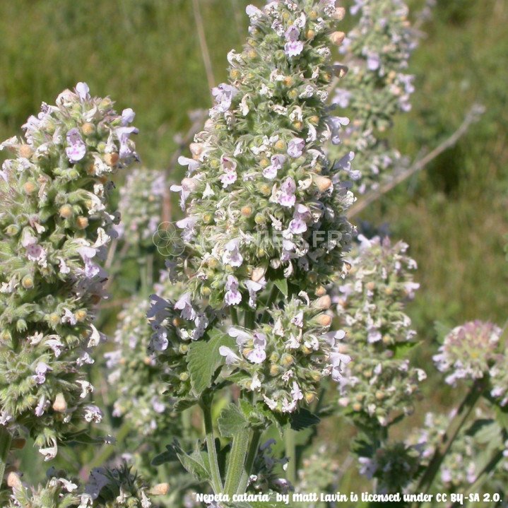 Cataire, menthe à chat, Nepeta cataria image